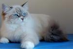 ������ ���������� (����)