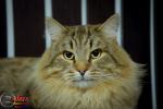 �������� ����-����� (����)