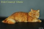 ����� ������ ������ (����)