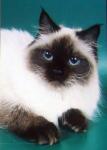 ����� (����)