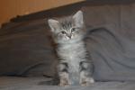 ������-���� ������� (����)