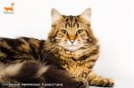 ���������� �� ������� (����)