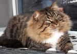 ������ ����� ������ (����)