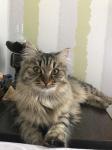 ������-���� ����� (����)