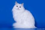 ������ ����� ���� (����)