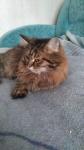 ������-���� ����� (����)