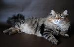 ��������� �� ������� �� ������ (����)