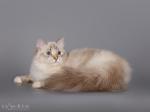 ���� ������� ������� (����)