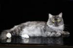 ������� ��� ���� ������ (����)