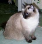 ����� ������ ���� (����)