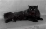 ���� ������ ������ (����)