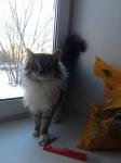 ���� (����)