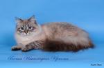 ����� ����������� ������� (����)