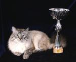 ������ ���������� ����� (����)
