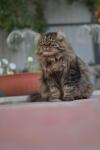 ������-���� ����� (����)