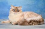 ����� (����)