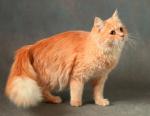 ��� ��������� �������� (����)