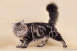 Almaz Lotos Sib*RU (����)