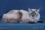 ���� �������� (����)