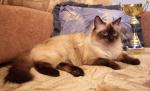 ������ ������� (����)