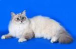 ������ ������� ������� (����)