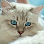 ���� ������� ���������� ����� (����)