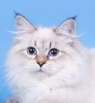 ����� �������� �������� ����� (����)