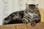 Fandorin Adagio (����)