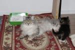 ������-���� ����� (����)
