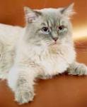 Anri Maksel' (����)
