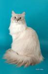 �������� ���� (����)