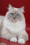 ������ ��� �� �'���� (����)