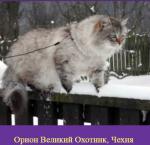 ����� ������� �������, CZ (����)