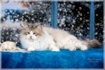 ����� Russian Diamond (����)
