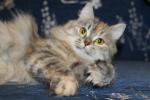 ������-���� �������-���� (����)