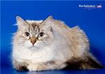 ������ �� ������� (����)