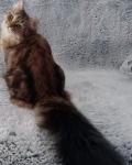 Eva Siberian Sapphir (����)