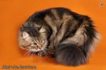 ������� ������ ������ (����)