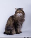 ���� ��������� ������ ������ (����)