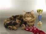 ������ ����� (����)