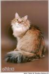 ������ �� ������ (����)