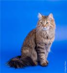 �������-����� ��������� ������ (����)