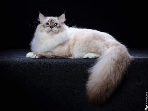 Rurik Nevskiy Sapfir (����)