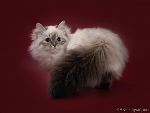 Grushenka  Solntsa  Korona (����)