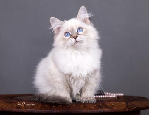Eva Nevskiy Sapfir (����)