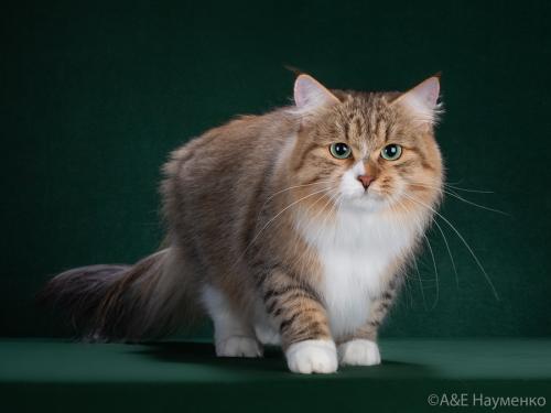 ����� Atlas Grand (����)