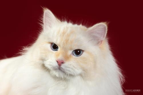 Gamlet Siberian gift (����)