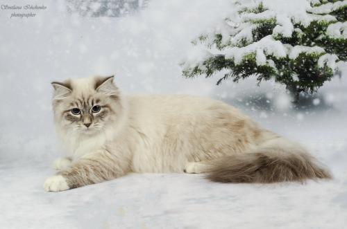 Ardent snow ������ �������� (����)