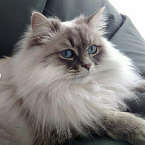 Agnessa Fairy Lynx (����)