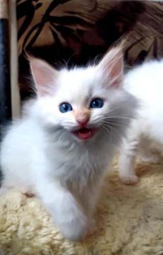 Barbaris Siberian gift (����)